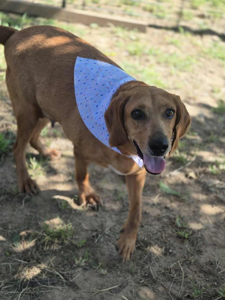 Hannah, a Adoptable mixed breed in Dover, AR image 6/6