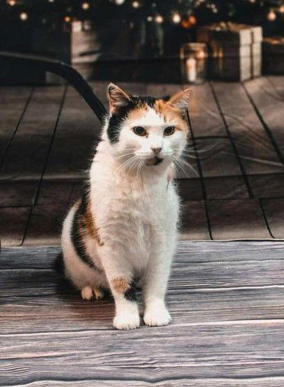 Enlarge Chelsie, a Adoptable Domestic Short Hair in Sullivan, IN image 1/2