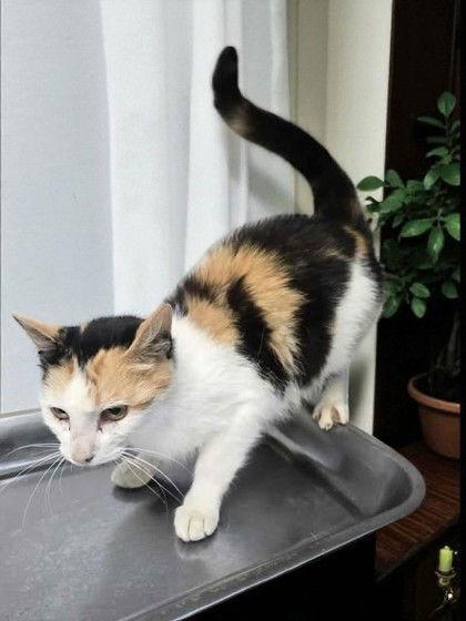 Enlarge Chelsie, a Adoptable Domestic Short Hair in Sullivan, IN image 2/2