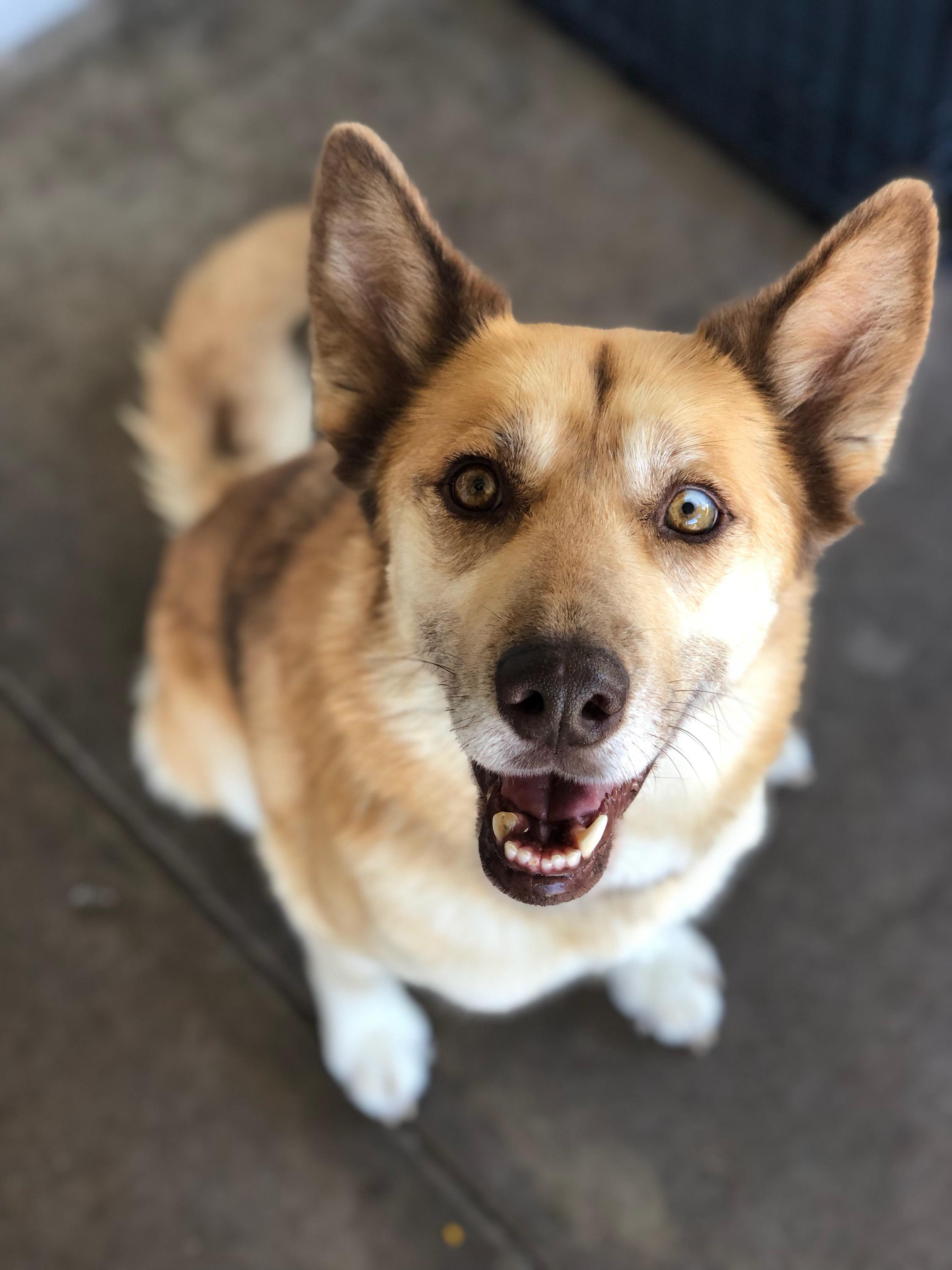 Enlarge Emmy, a ADOPTABLE mixed breed in Scottsdale, AZ image 5/6