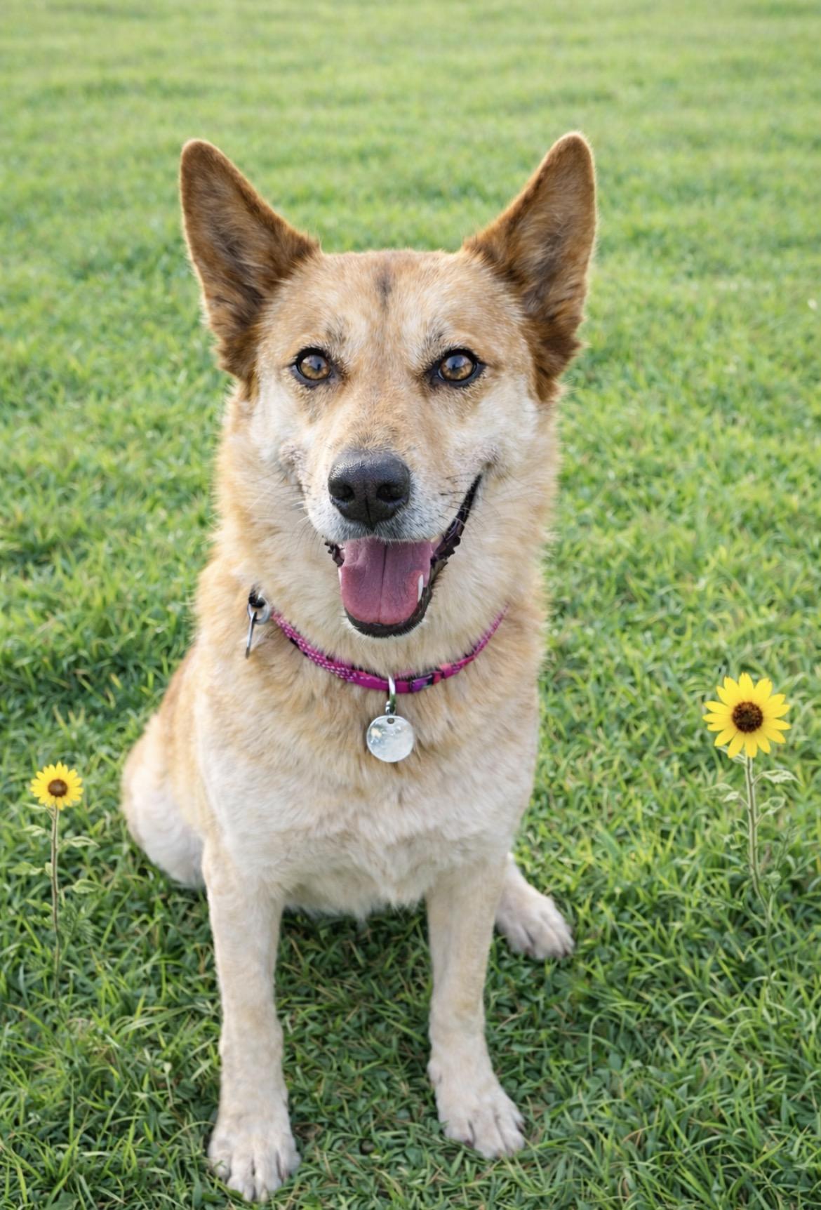 Enlarge Emmy, a ADOPTABLE mixed breed in Scottsdale, AZ image 4/6