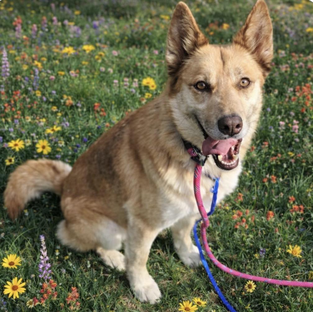 Enlarge Emmy, a ADOPTABLE mixed breed in Scottsdale, AZ image 3/6