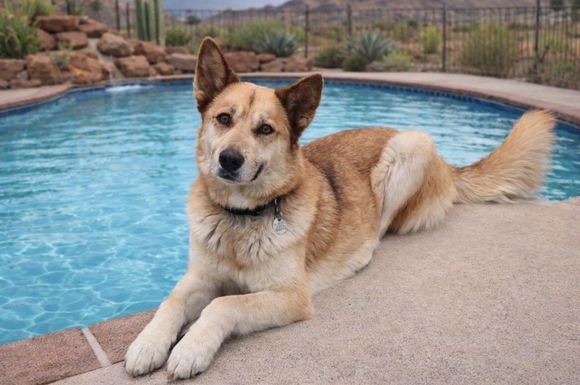 Enlarge Emmy, a ADOPTABLE mixed breed in Scottsdale, AZ image 1/6