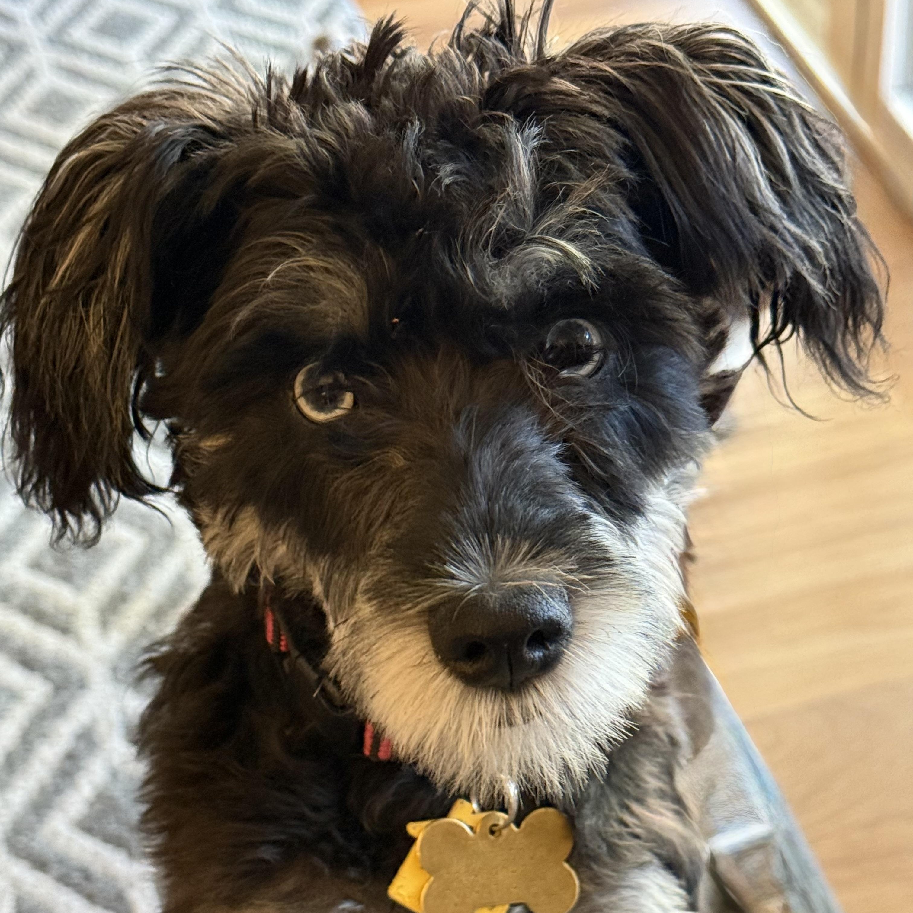 Tiva, a Adoptable Miniature Schnauzer in Littleton, CO image 2/3