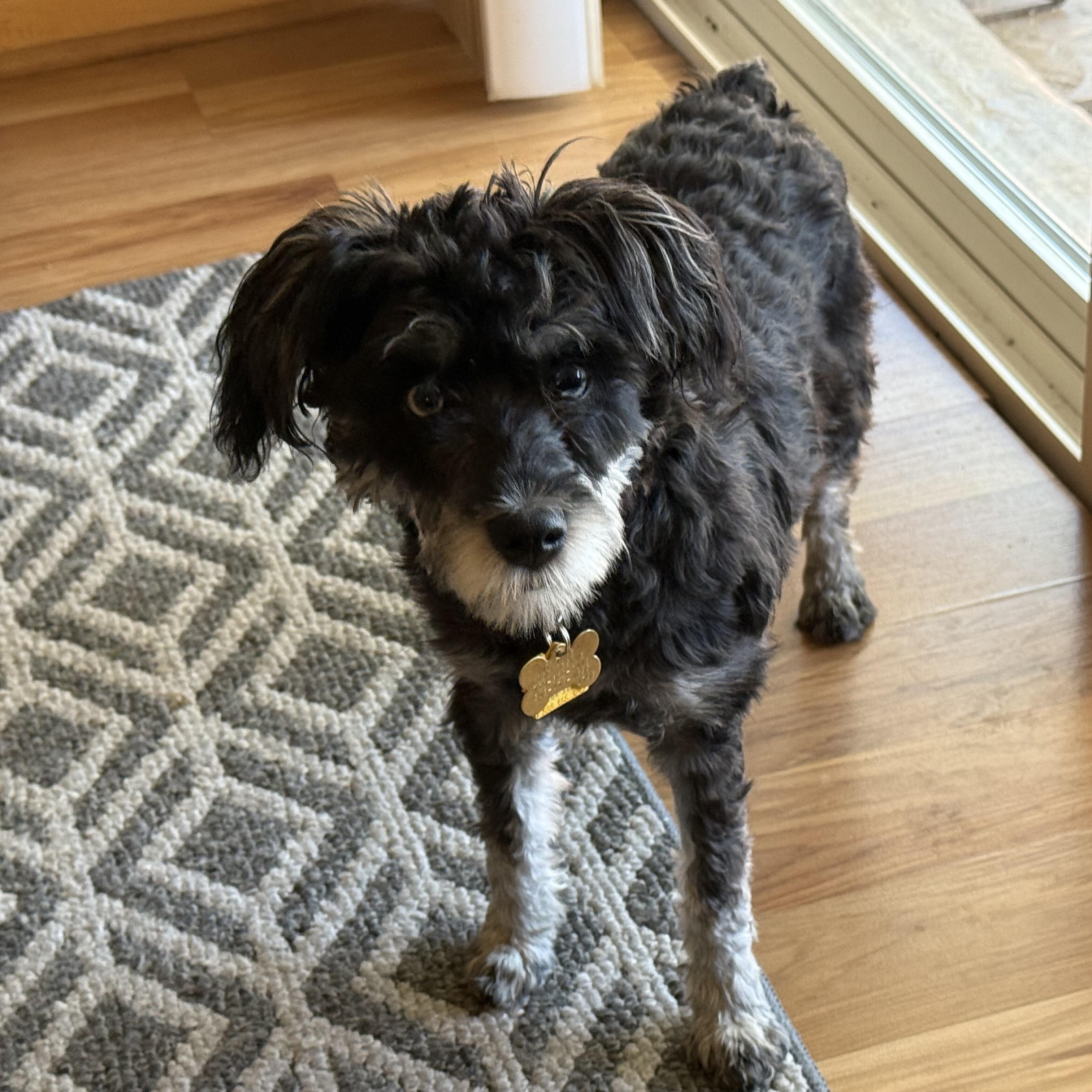 Tiva, a Adoptable Miniature Schnauzer in Littleton, CO image 3/3