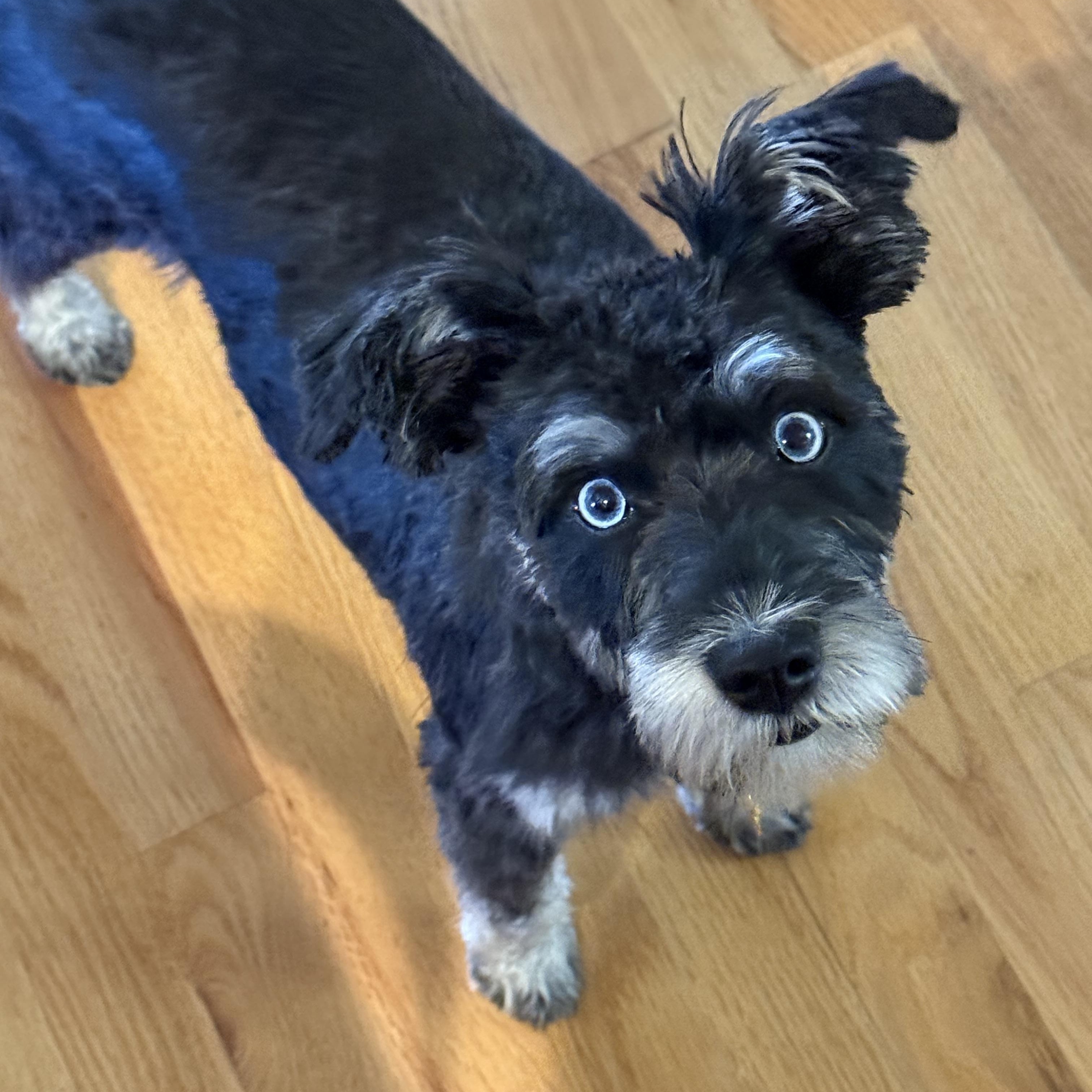 Tiva, a Adoptable Miniature Schnauzer in Littleton, CO image 1/3