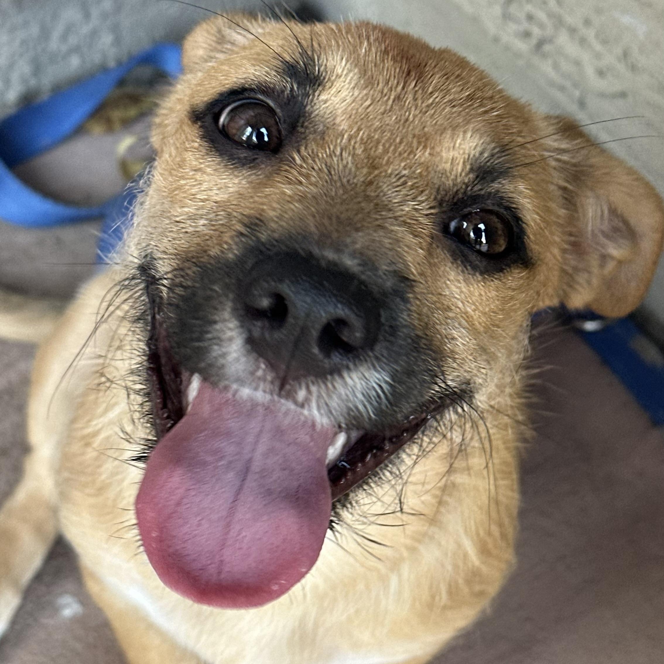Simone Biles, Adopted, Puppy Female Jack Russell Terrier.