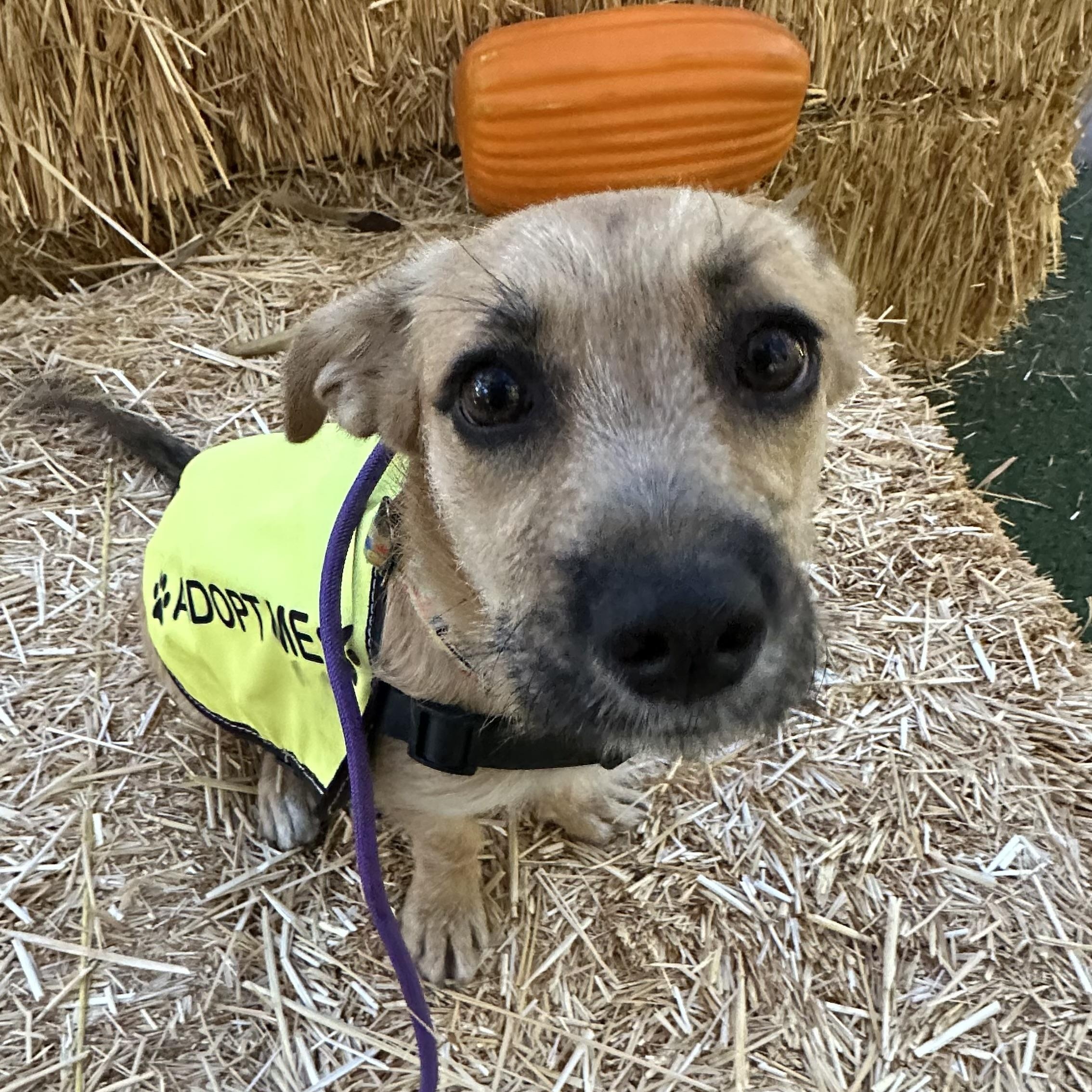 Simone Biles, a Adopted Jack Russell Terrier in Scottsdale, AZ image 2/5