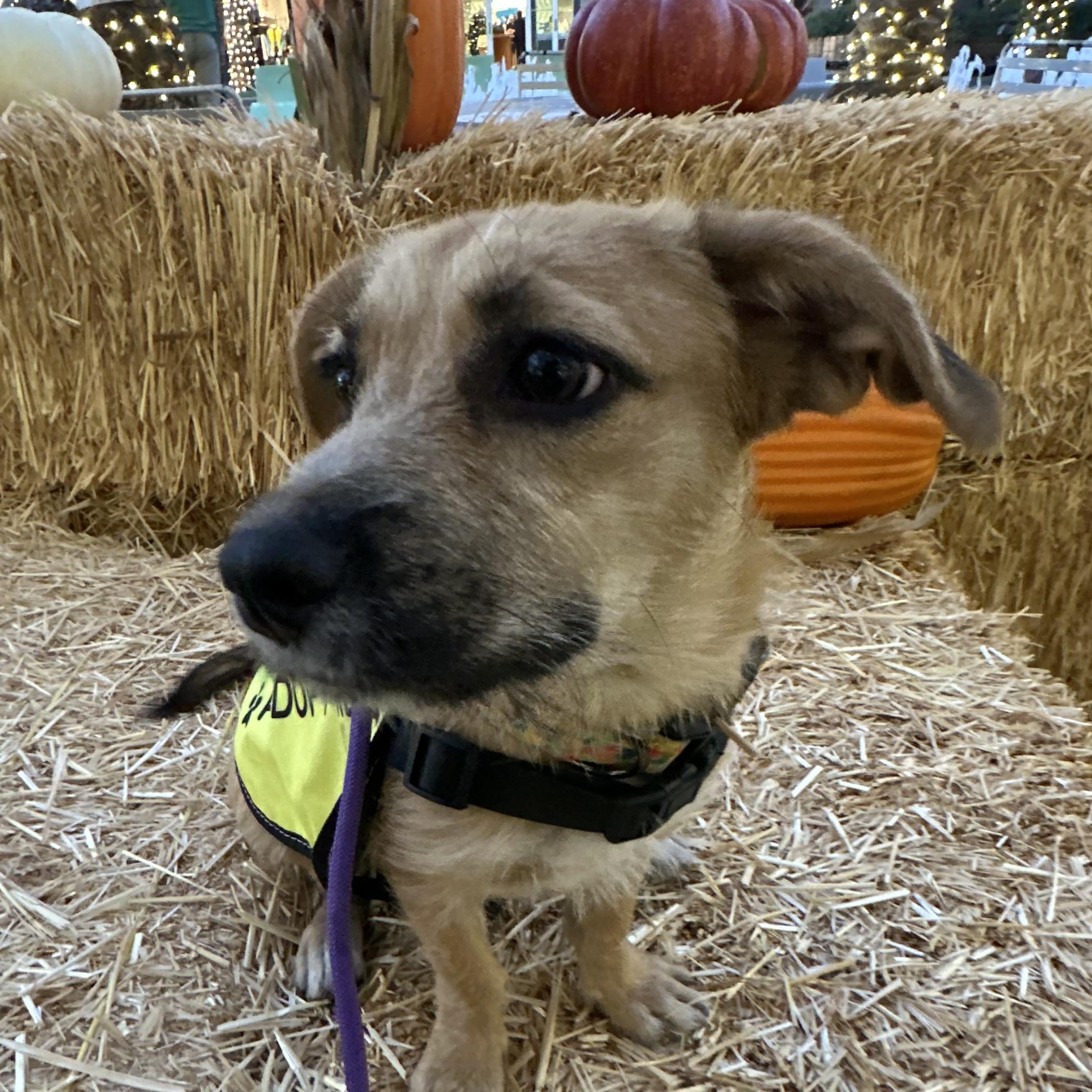 Simone Biles, a Adopted Jack Russell Terrier in Scottsdale, AZ image 3/5