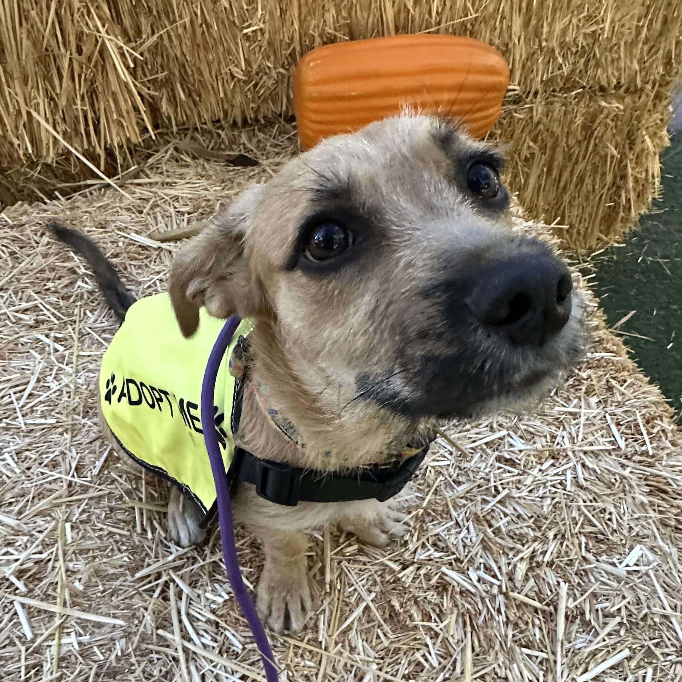 Simone Biles, a Adopted Jack Russell Terrier in Scottsdale, AZ image 4/5