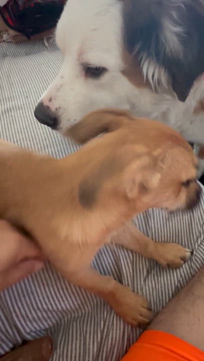 Enlarge Simone Biles, a Adopted Jack Russell Terrier in Scottsdale, AZ video 5/5