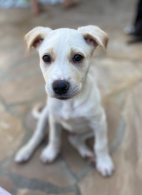Locke, Baby Male Mixed Breed