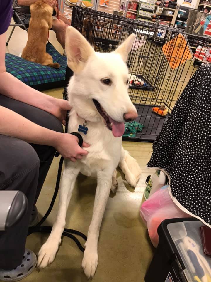 Momma Callie, a Adoptable mixed breed in Olive Branch, MS image 3/6