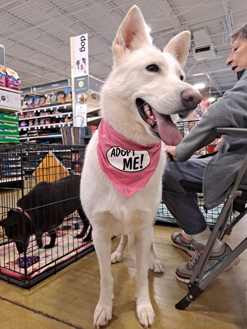 Momma Callie, a Adoptable mixed breed in Olive Branch, MS image 4/6