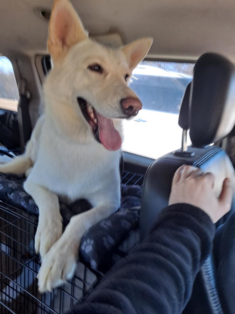 Momma Callie, Adult Female Shepherd