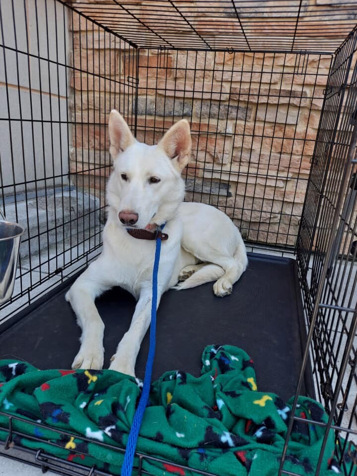 Momma Callie, a Adoptable mixed breed in Olive Branch, MS image 5/6