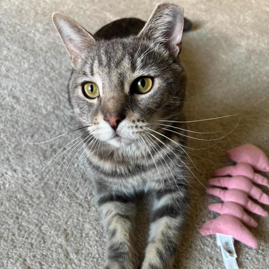 Enlarge Ron Purrgundy, a Adoptable Domestic Short Hair in Jarrettsville, MD image 1/6