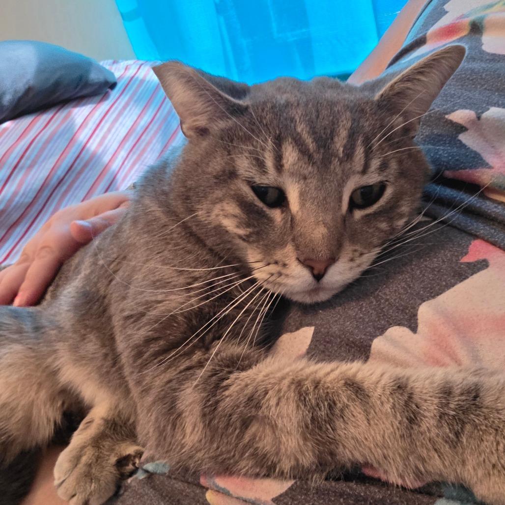 Enlarge Ron Purrgundy, a Adoptable Domestic Short Hair in Jarrettsville, MD image 2/6