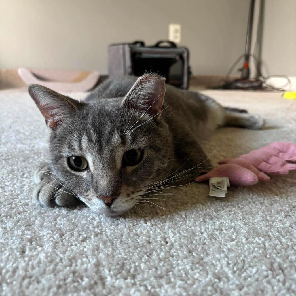 Enlarge Ron Purrgundy, a Adoptable Domestic Short Hair in Jarrettsville, MD image 3/6