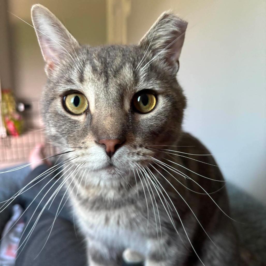 Enlarge Ron Purrgundy, a Adoptable Domestic Short Hair in Jarrettsville, MD image 4/6