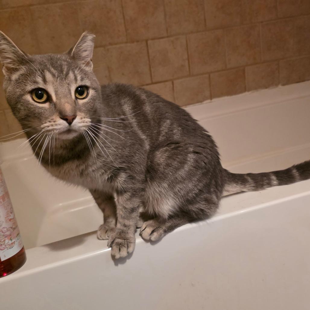 Enlarge Ron Purrgundy, a Adoptable Domestic Short Hair in Jarrettsville, MD image 5/6