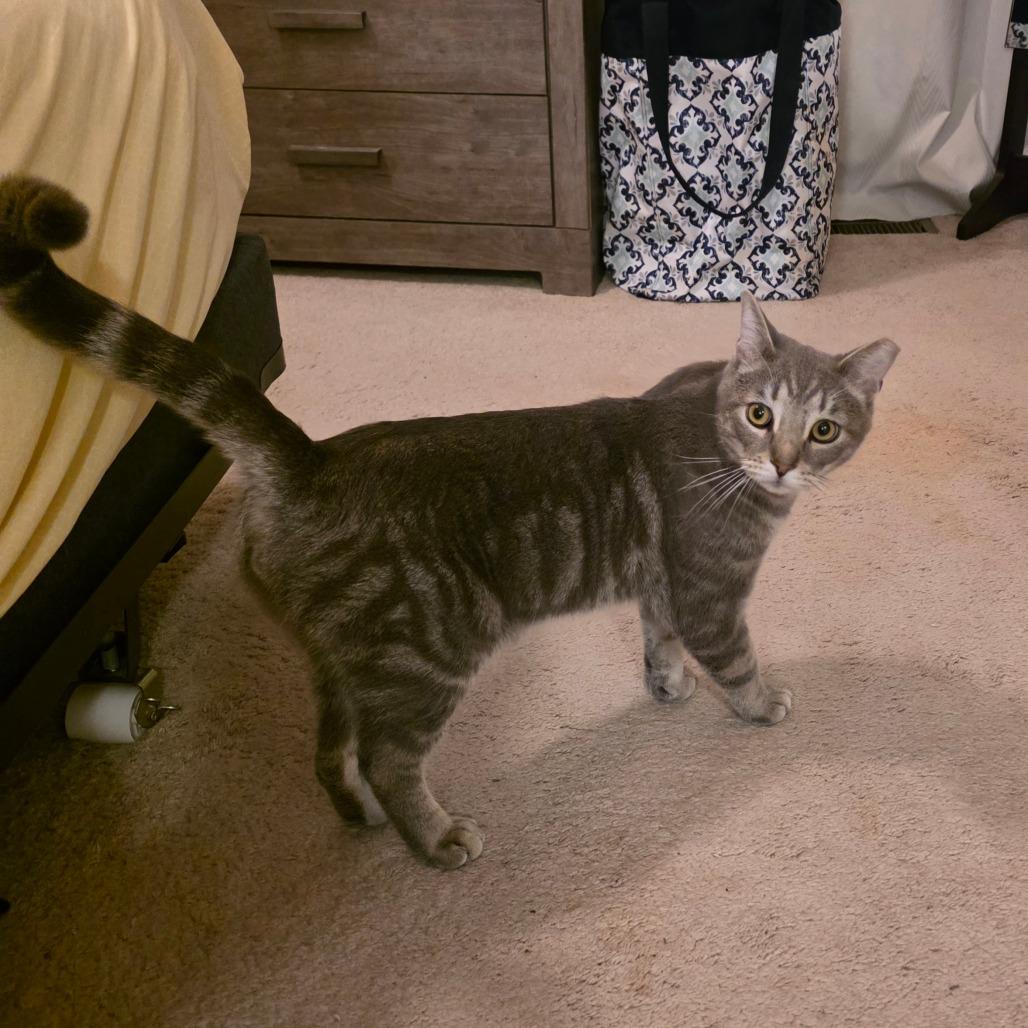 Enlarge Ron Purrgundy, a Adoptable Domestic Short Hair in Jarrettsville, MD image 6/6