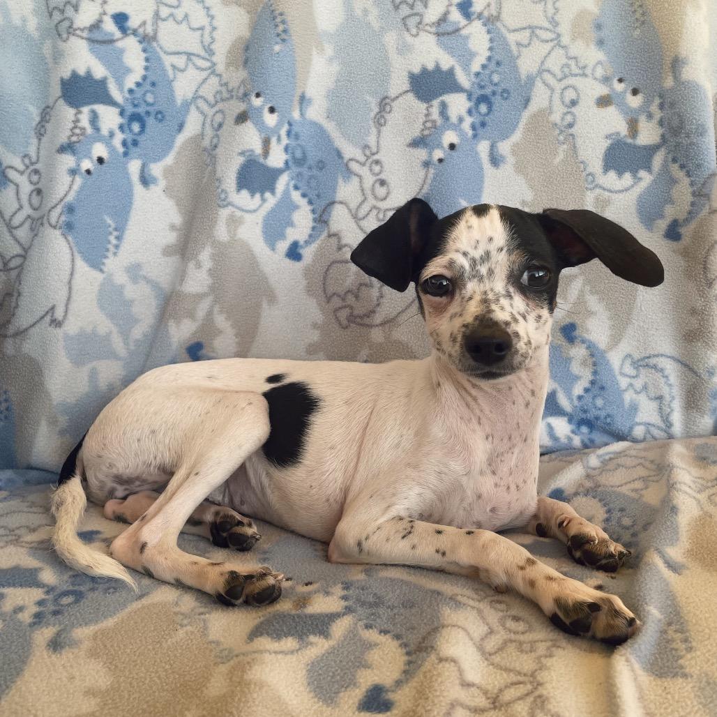 Tinker, Adoptable, Puppy Female Terrier.