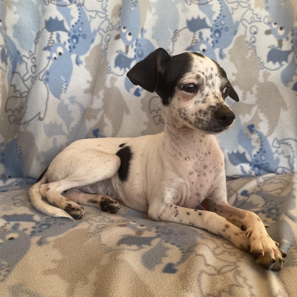 Enlarge Tinker, a Adoptable Terrier in Tucson, AZ image 2/2