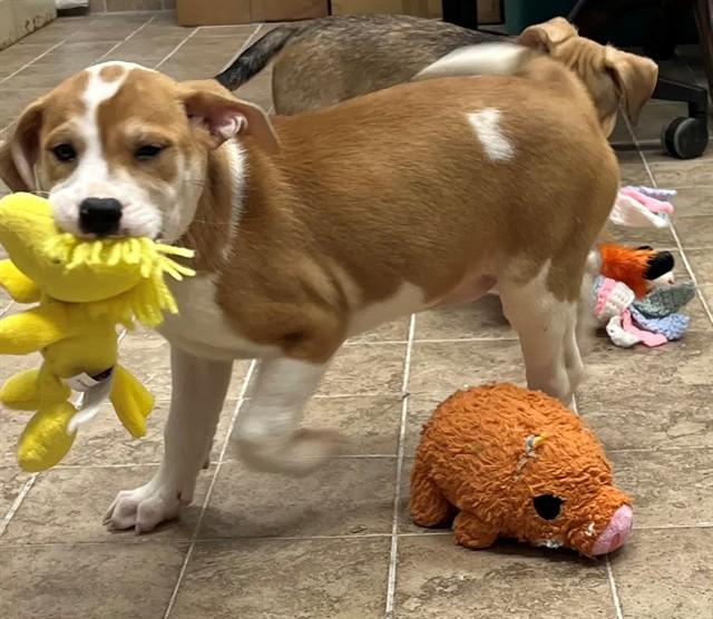 GALAXY, Adoptable, Puppy Female Pit Bull Terrier & Mixed Breed.