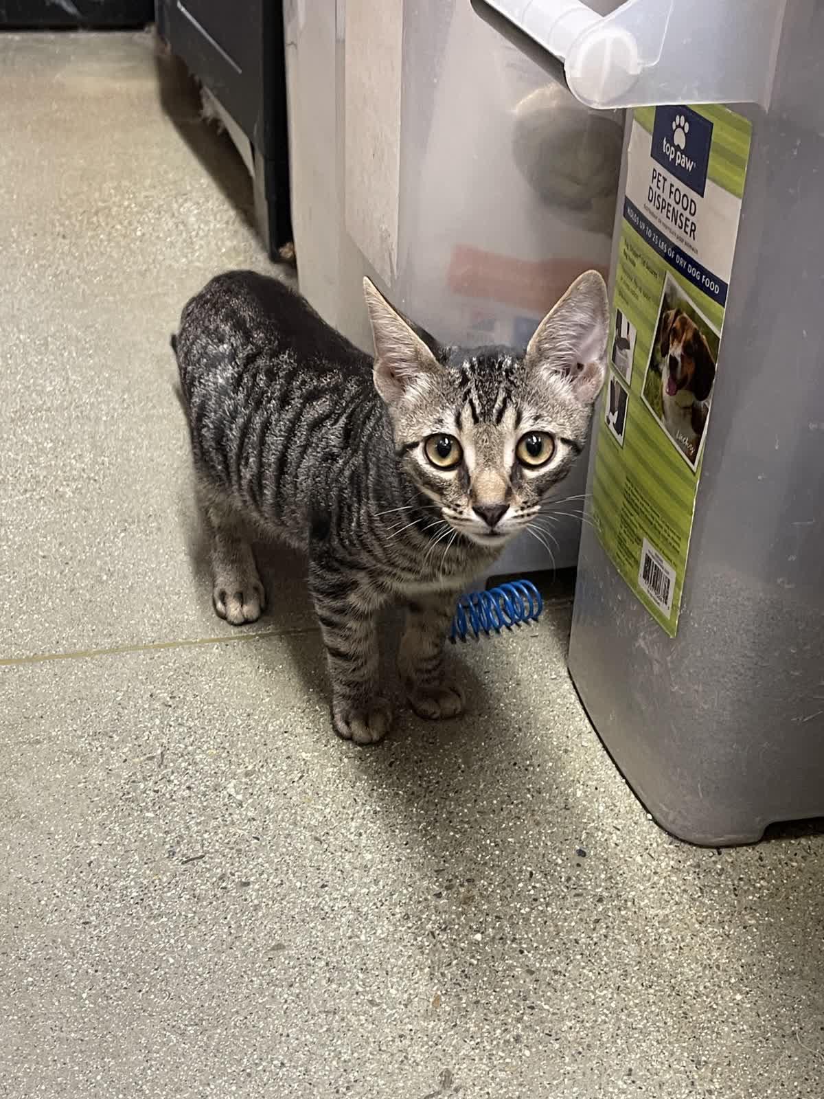 Enlarge Casey, a Adoptable Domestic Short Hair in Covina , CA image 4/4