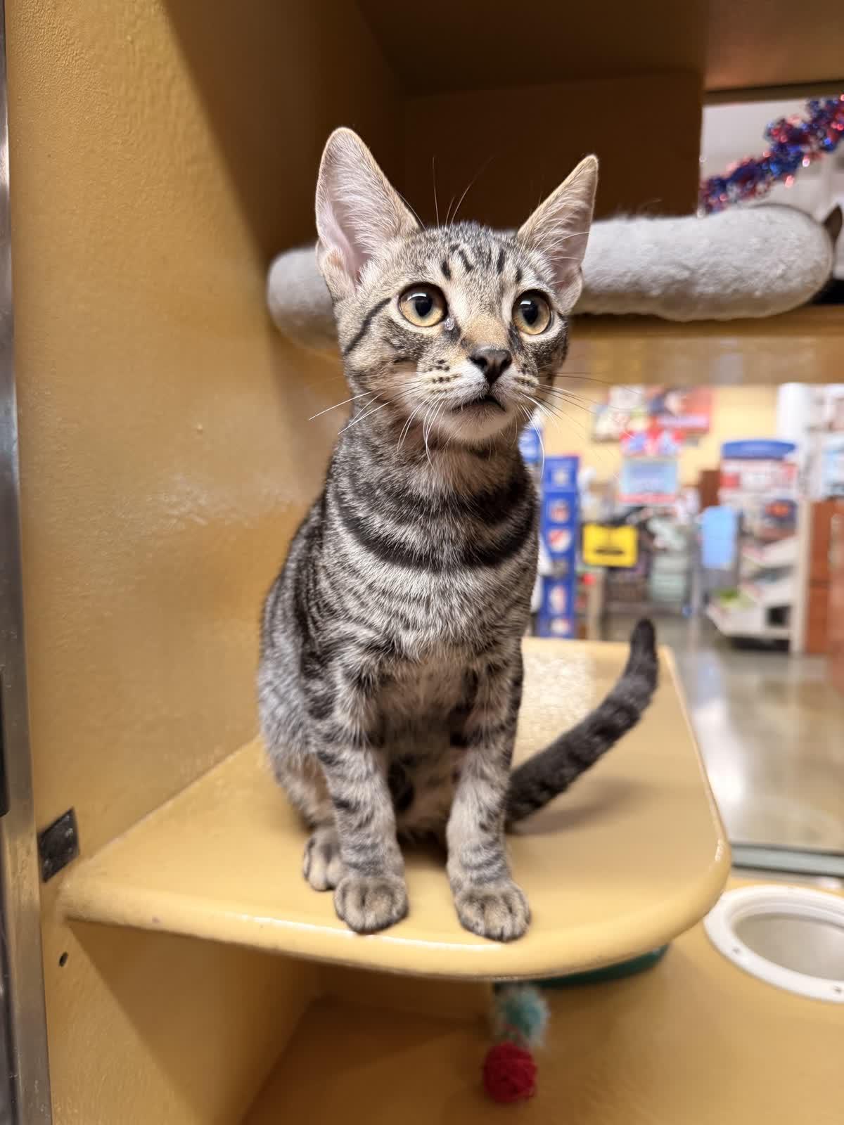 Enlarge Casey, a Adoptable Domestic Short Hair in Covina , CA image 2/4