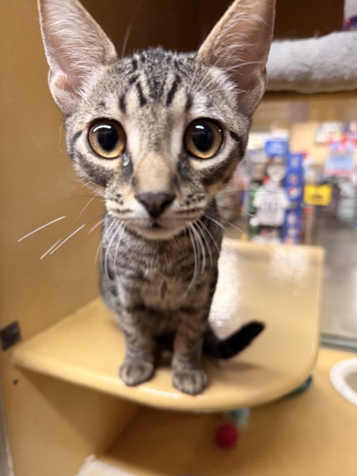 Enlarge Casey, a Adoptable Domestic Short Hair in Covina , CA image 1/4