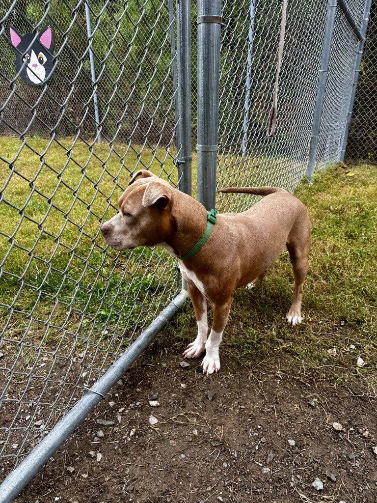 DQ 67 Pinto, Adoptable, Young Male Pit Bull Terrier.