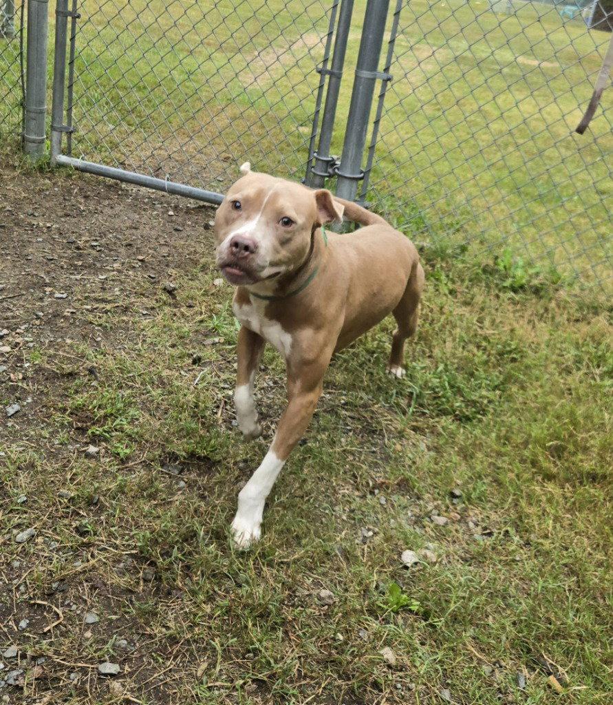 Enlarge DQ 67 Pinto, a Adoptable Pit Bull Terrier in Glen Allen, VA image 2/3