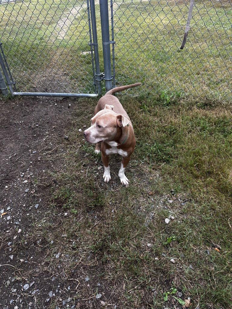 Enlarge DQ 67 Pinto, a Adoptable Pit Bull Terrier in Glen Allen, VA image 3/3