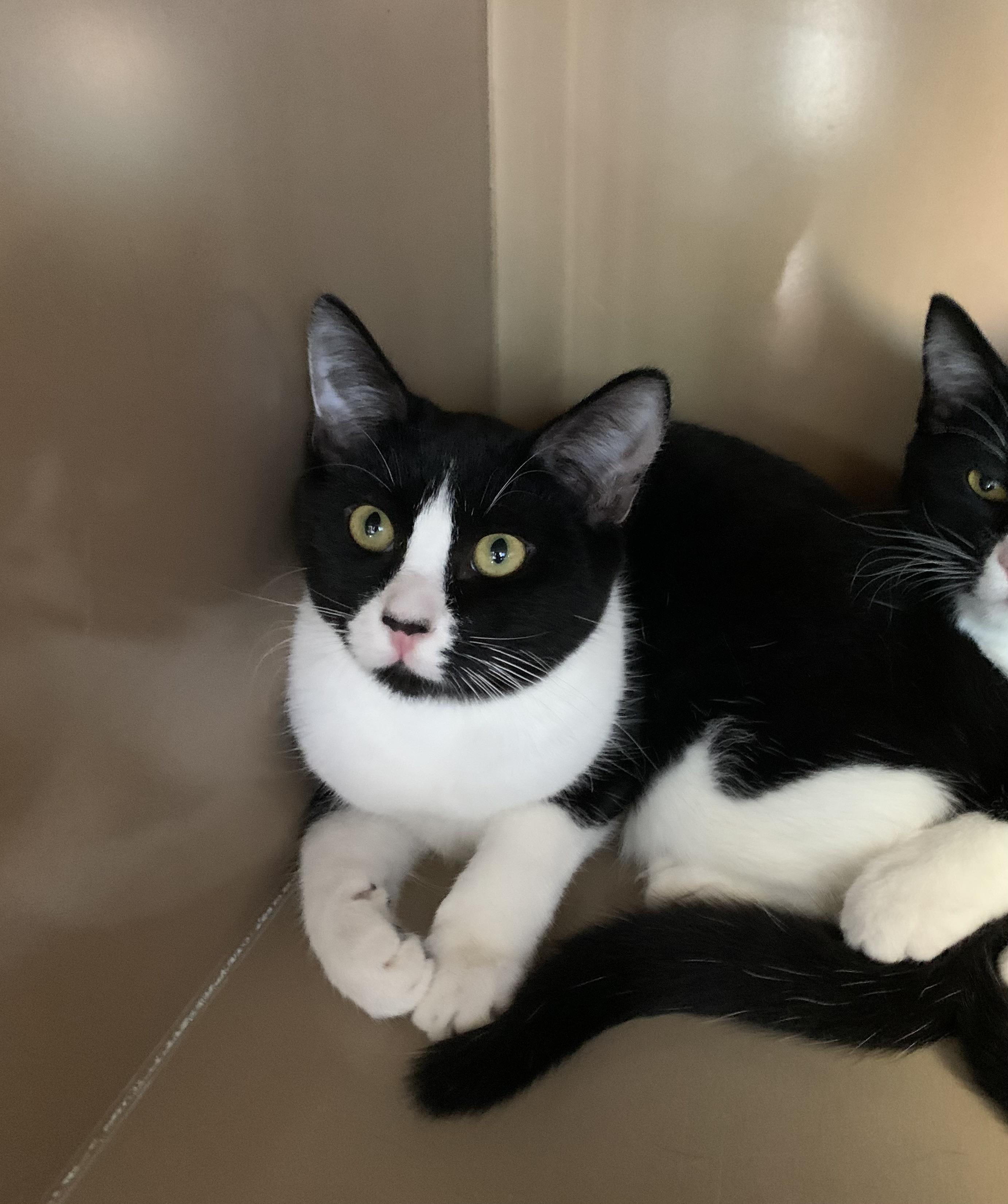 Zippy, Adoptable, Young Female Domestic Short Hair.