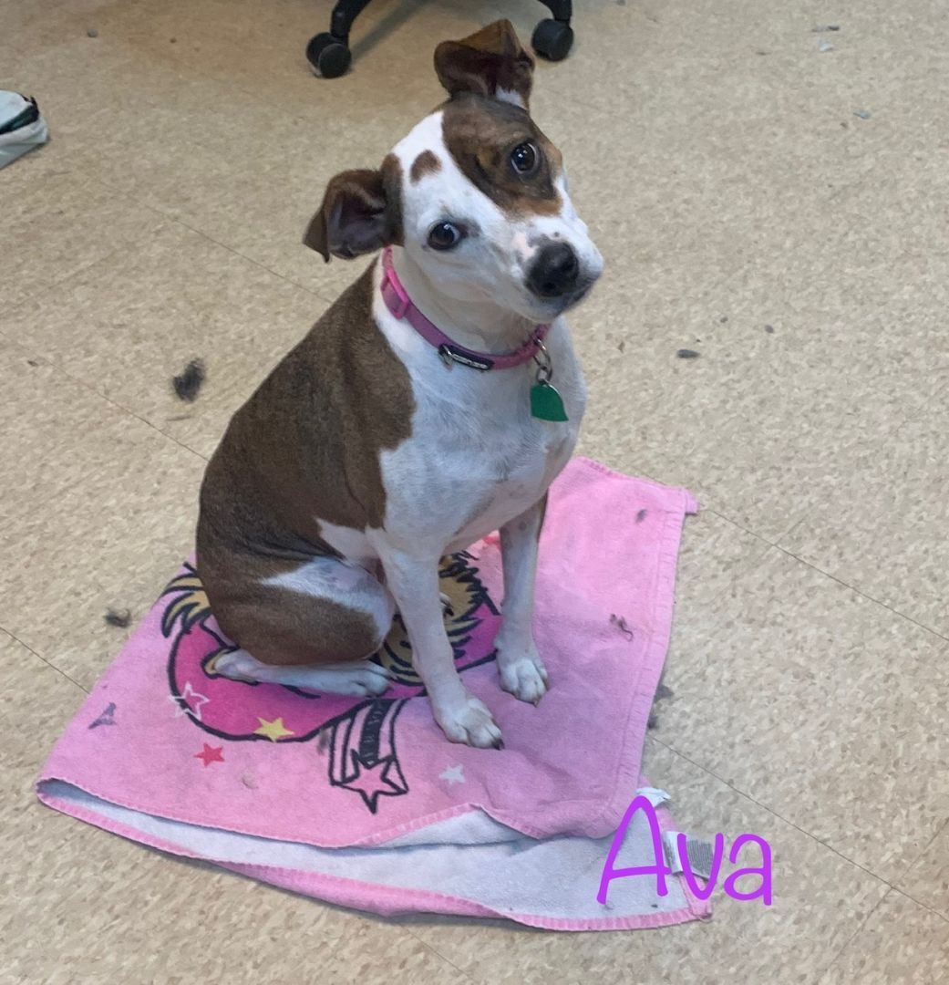 Ava, Adopted, Adult Female Jack Russell Terrier.