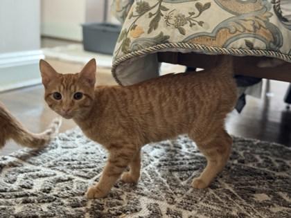 Fraiser Fir, Adoptable, Young Male Domestic Short Hair & Domestic Short Hair.