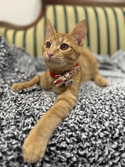 Fraser Fir, Adoptable, Young Male Domestic Short Hair & Domestic Short Hair.