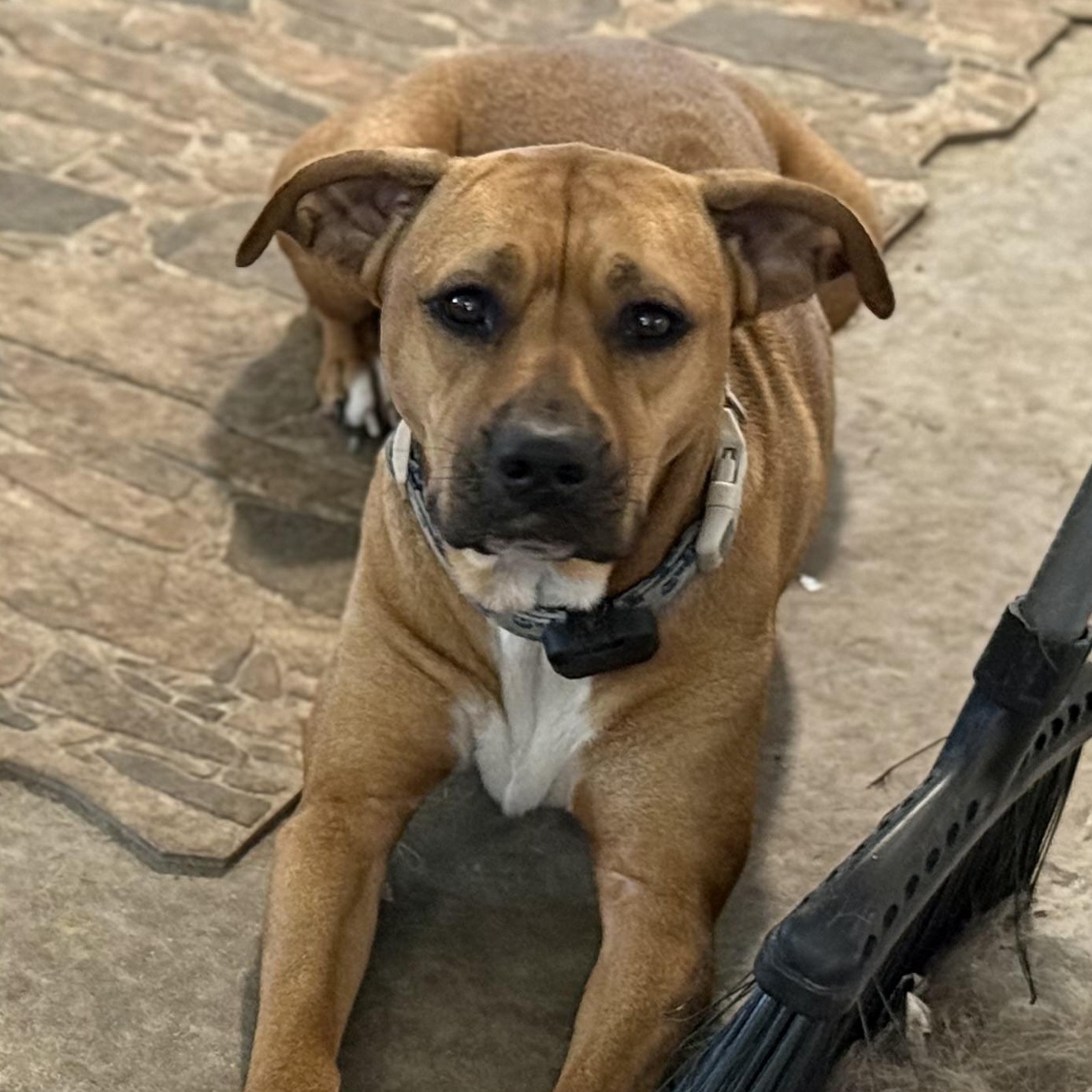 Enlarge Goose, a Adoptable mixed breed in Folkston, GA image 1/2