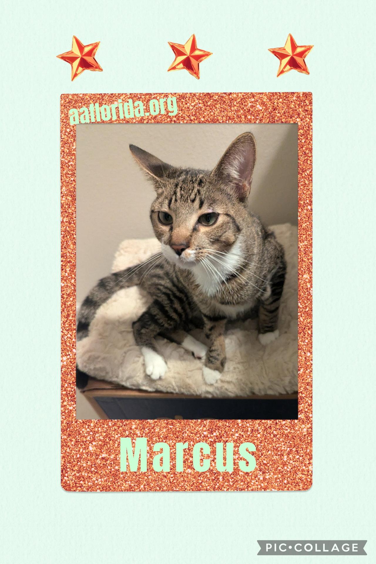 Marcus, Adopted, Young Male Domestic Short Hair & Tabby.