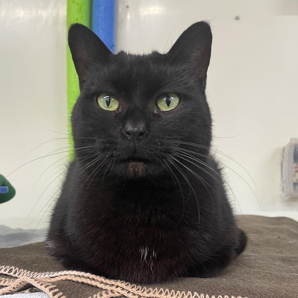 MIMI, Adoptable, Senior Female Domestic Short Hair.