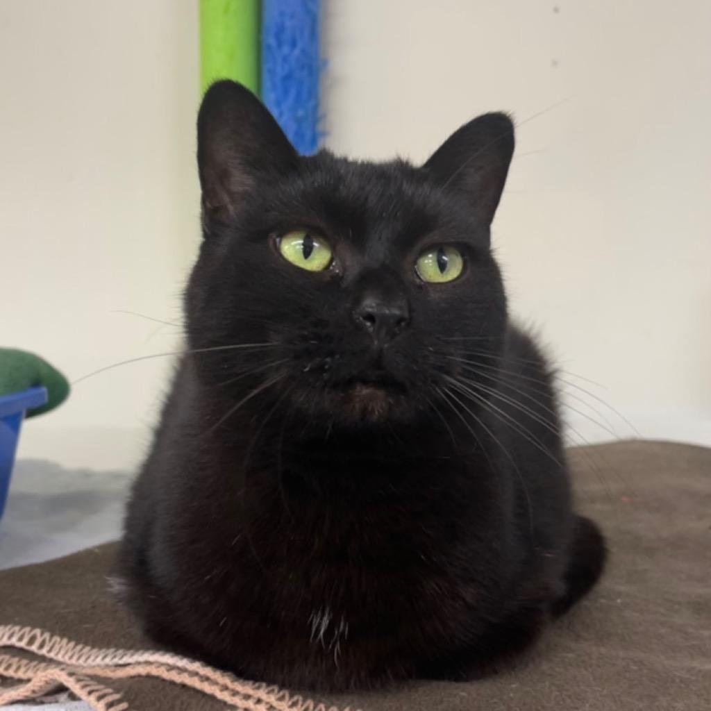 Enlarge MIMI, a Adoptable mixed breed in Battle Creek, MI image 2/3