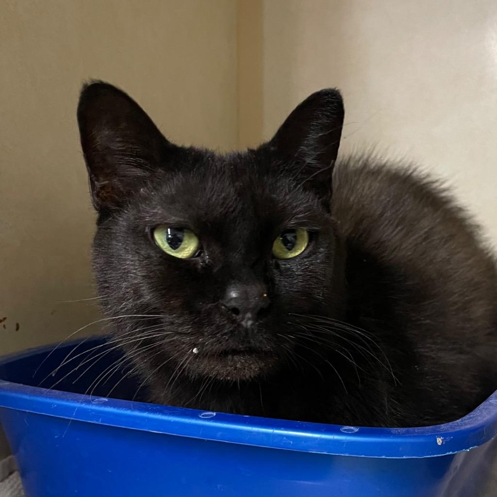 Enlarge MIMI, a Adoptable mixed breed in Battle Creek, MI image 3/3