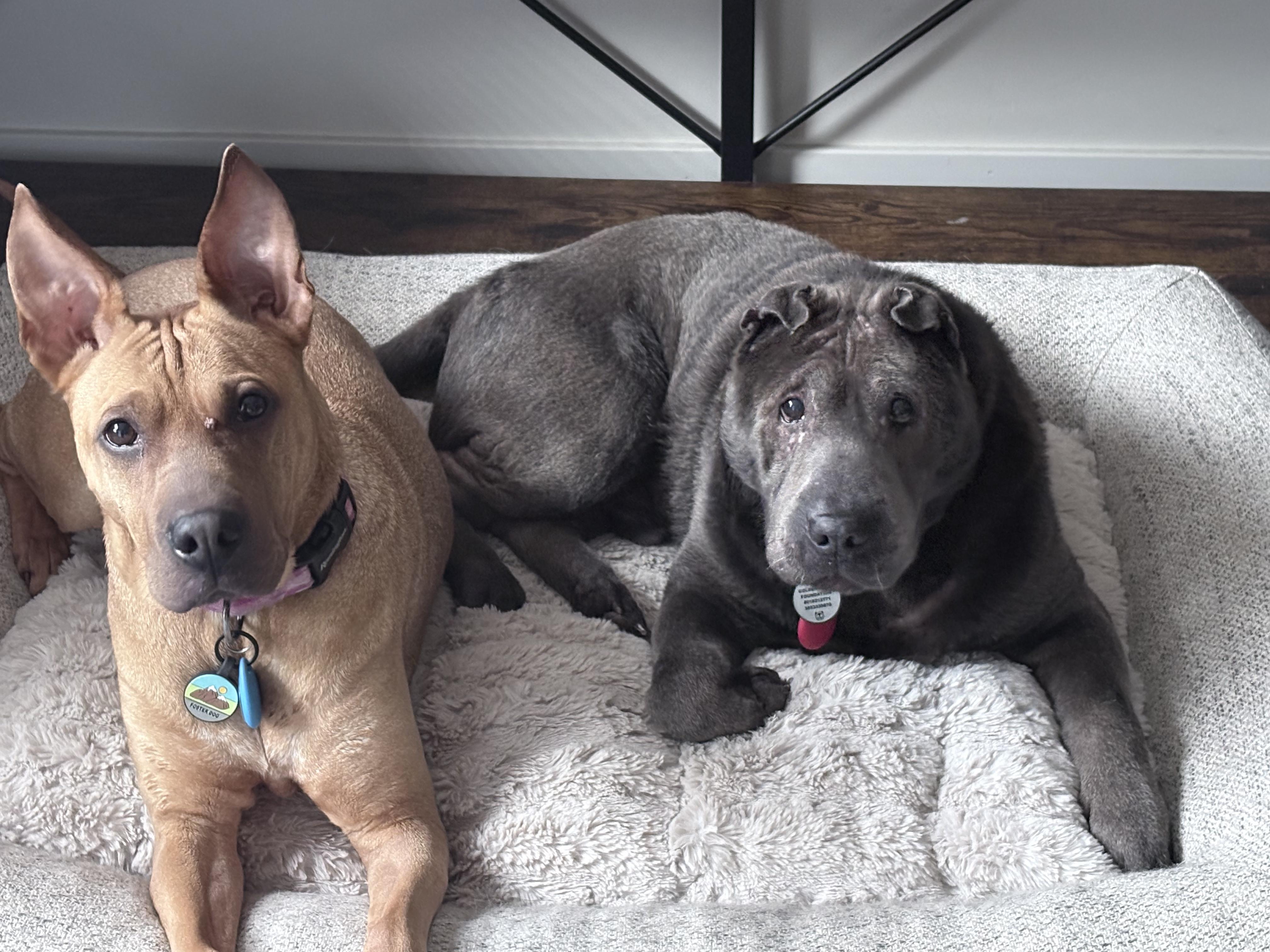 Enlarge Raven (bonded to Thor), a Adoptable mixed breed in Roy, UT image 3/5