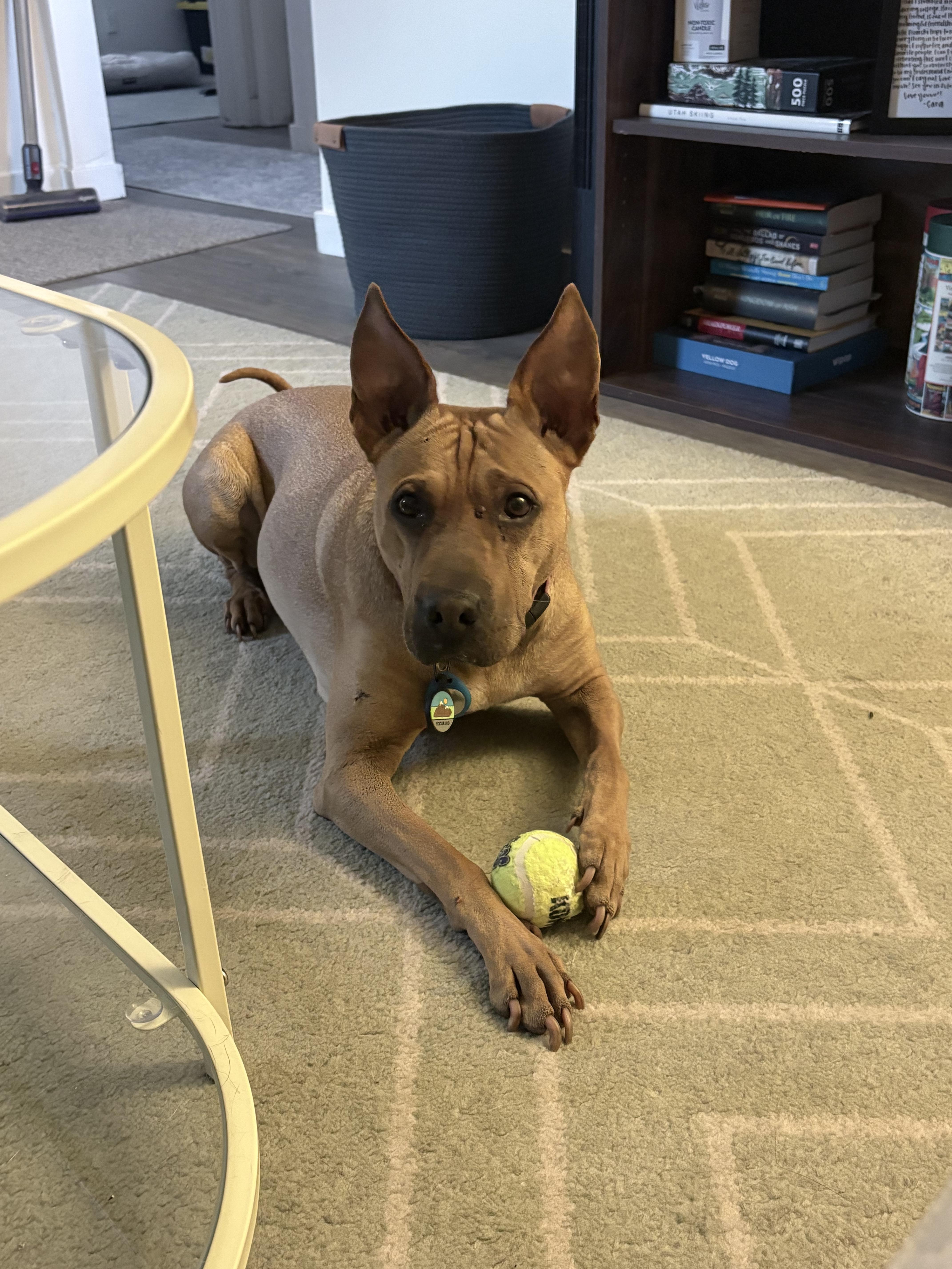 Enlarge Raven (bonded to Thor), a Adoptable mixed breed in Roy, UT image 2/5