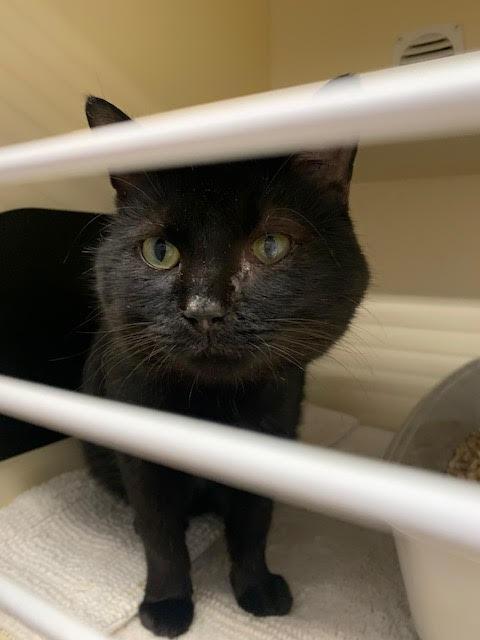 Midnight, Adoptable, Adult Male Domestic Short Hair.