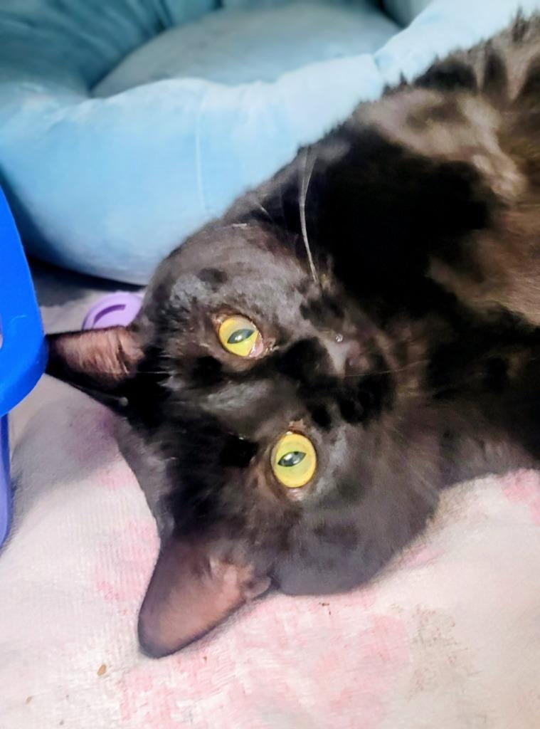 Enlarge Midnight, a Adoptable mixed breed in Bloomington, IN image 2/5