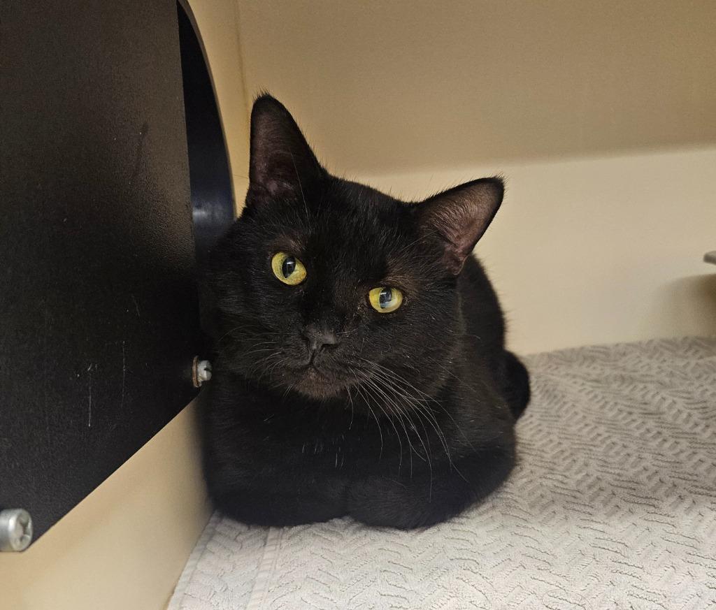 Enlarge Midnight, a Adoptable mixed breed in Bloomington, IN image 3/5