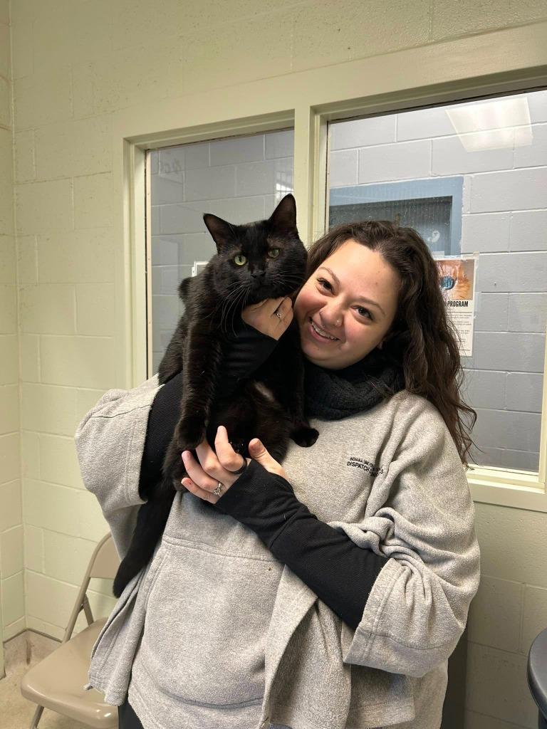 Enlarge Midnight, a Adoptable mixed breed in Bloomington, IN image 4/5